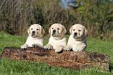 LABRADOR 306